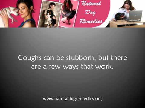 how to isolate a dog with kennel cough