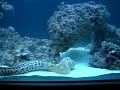 Fimbriated Eel with clown triggerfish, humu, niger, puffer