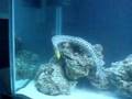 Fimbriated Eel with clown triggerfish, humu, niger, puffer
