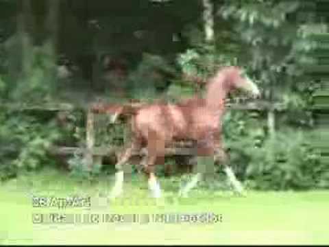 Anthonis best horse in the world