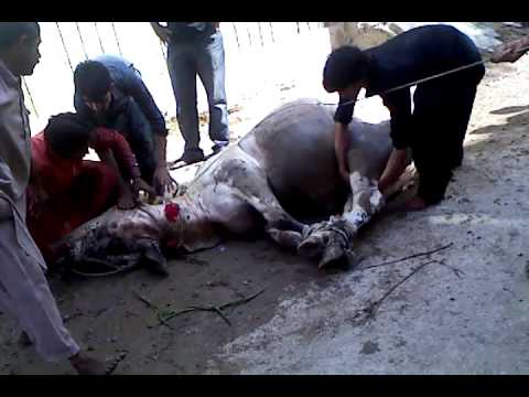 Dangerous+Cow+Qurbani Dangerous Qurbani In Pakistan http://www.tube.7s-b.com/hyd+danger+cow/
