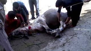Dangerous Mad Cow Sacrifice on Nov 07, 2011 at Hyderabad, Pakistan