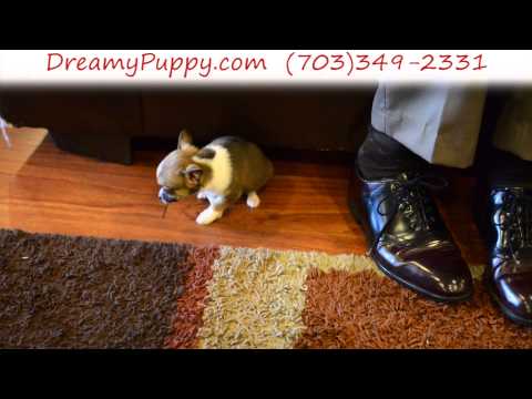 Stunning Pomchi Male Puppy 2