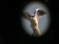 White-Tailed Kite and other Birds of PV.