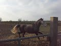 Mad March Mares (errrm ... April)