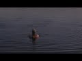 maud & leo.
novellfilm av tobias rydin, jonny von wallstr�m och akram janzi.

huvudroller spelas av: marika lindstr�m och adam lundgren.

premi�r: 2009.

www.maudleo.se