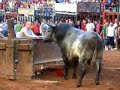 borriol toro guerrero