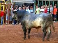 borriol toro guerrero
