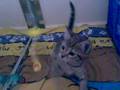 videos de Zee plays with Frog Style