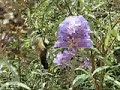 Hummingbird Clearwing Moth