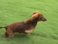 Flying Wiener Dog