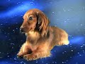Flying Wiener Dog