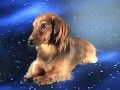 Flying Wiener Dog