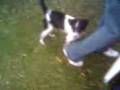 videos de peRrOs cAlIeNtEs eN San Isidro Mazatepec