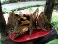 videos de Veragua Rainforest - Butterfly Garden