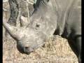 Wildearth Crash of Rhino with Calf