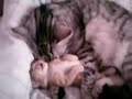 Кошка с котёнком