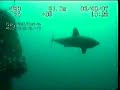 Porbeagle shark in the North Sea Porbeagle shark in the North Sea