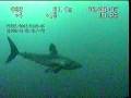 Porbeagle shark in the North Sea