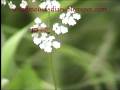 videos de Bibionidae Fly