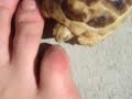 Harry eats my toe