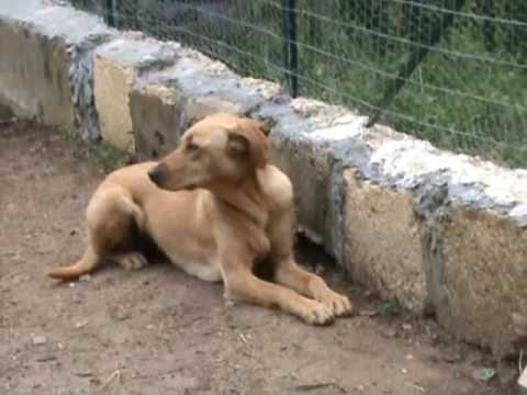 flo e il pollaio
