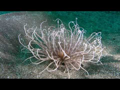 LANDIVE.ES - Ceriantario - Pachycerianthus