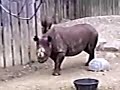 Zoolopia Zoolopia