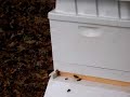 Bee activity Bee activity