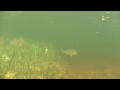 FLORIDA KEYS - Snorkeling under the mangroves
