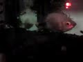 Sleeping Kissing Fish