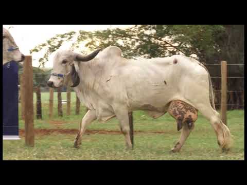 LOTE 010 - TOYOTA YOGYA /FIGO GOIÃ‚NIA 