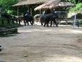 videos de Elephants playing football