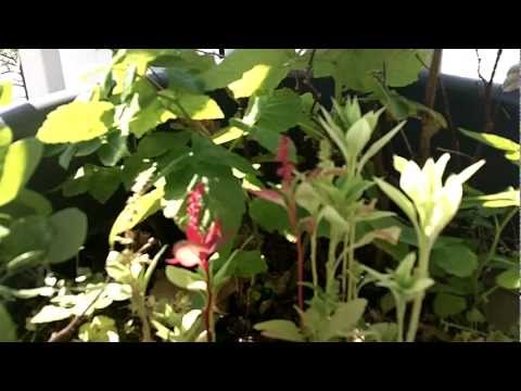 how to harvest heirloom seeds