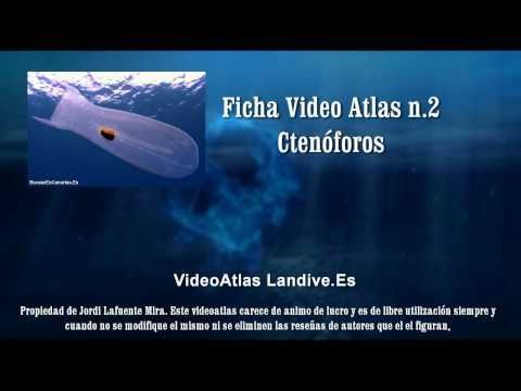 Cten�foros - LANDIVE.ES
