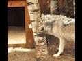 International Wolf Center 24 May 2013 - Working for Wolves Weekend