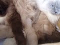 生後７日目Ⅰ