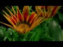 طبیعت بسیار زیبای Natur from Secert