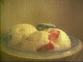 Marshmallow in microwave Marshmallow in microwave