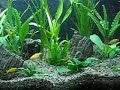 AFRICAN CICHLIDS / CICLIDOS AFRICANOS AFRICAN CICHLIDS / CICLIDOS AFRICANOS