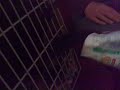 Cat vs. Crisps Cat vs. Crisps
