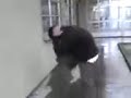 SEBA EL BAILarin