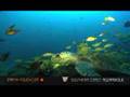Turtle feasts on razor clams