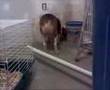 chara barking at mayella