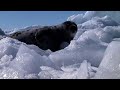 IFAW Seal Hunt 2008 \"Thanks to Vancouver Quadra!\"