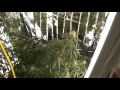 Flowering Cannabis Plants (Week 5 Update)