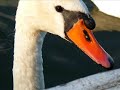 Żagle