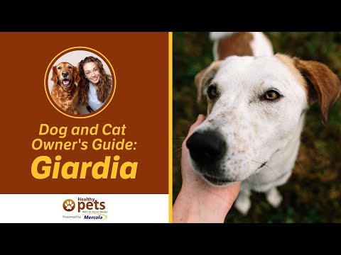 how to treat giardia in dogs