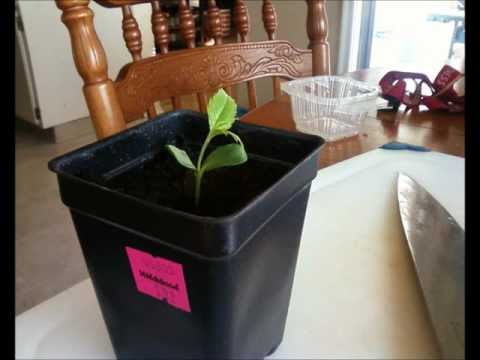 how to grow an apple tree