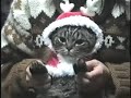 Japanese Woman Torturing a Cat By Humiliation